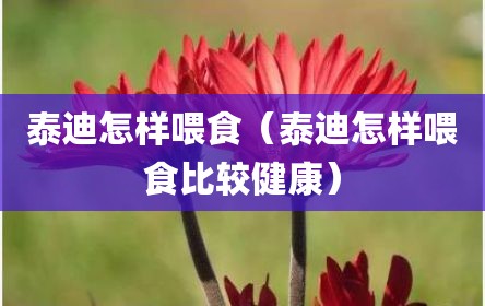 泰迪怎样喂食（泰迪怎样喂食比较健康）