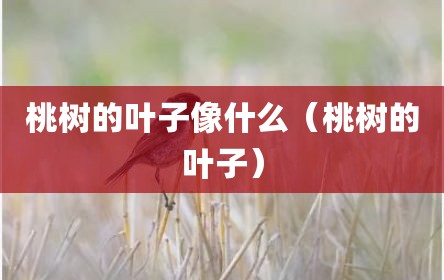 桃树的叶子像什么（桃树的叶子）