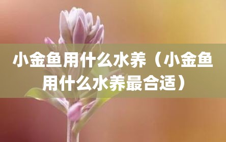 小金鱼用什么水养（小金鱼用什么水养最合适）