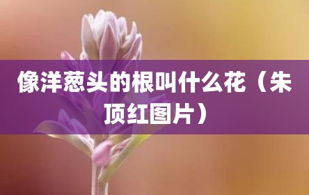 像洋葱头的根叫什么花（朱顶红图片）
