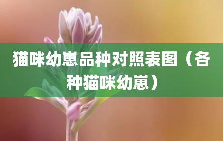 猫咪幼崽品种对照表图（各种猫咪幼崽）