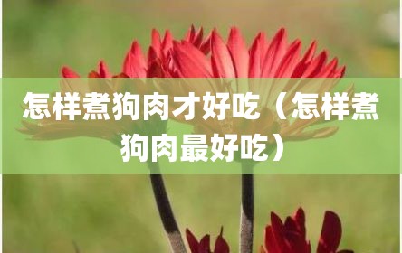 怎样煮狗肉才好吃（怎样煮狗肉最好吃）