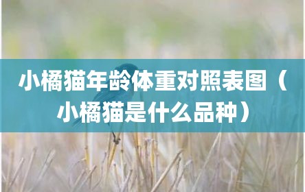 小橘猫年龄体重对照表图（小橘猫是什么品种）