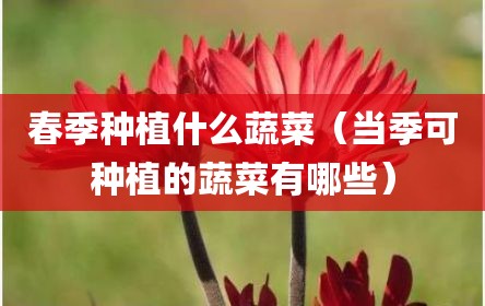 春季种植什么蔬菜（当季可种植的蔬菜有哪些）
