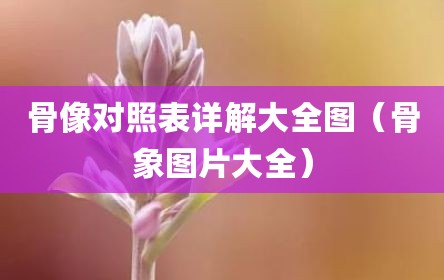 骨像对照表详解大全图（骨象图片大全）