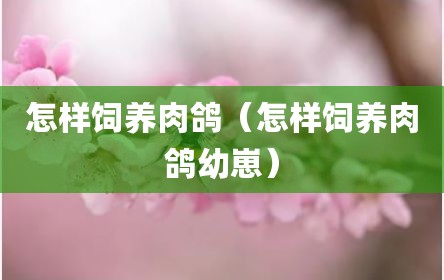 怎样饲养肉鸽（怎样饲养肉鸽幼崽）