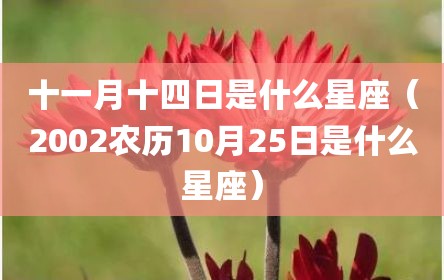 十一月十四日是什么星座（2002农历10月25日是什么星座）