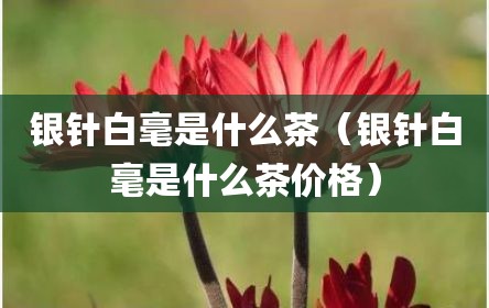 银针白毫是什么茶（银针白毫是什么茶价格）