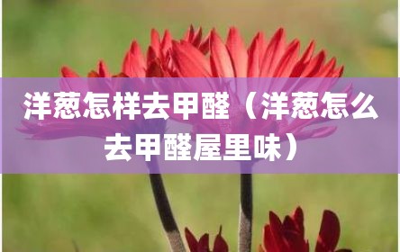 洋葱怎样去甲醛（洋葱怎么去甲醛屋里味）