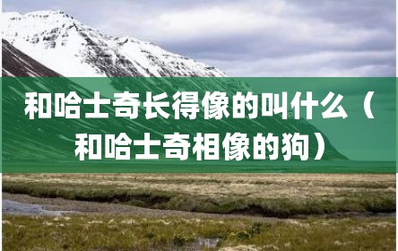 和哈士奇长得像的叫什么（和哈士奇相像的狗）
