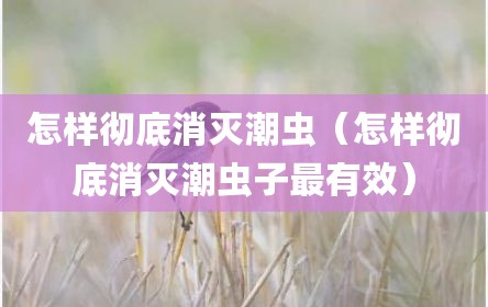 怎样彻底消灭潮虫（怎样彻底消灭潮虫子最有效）