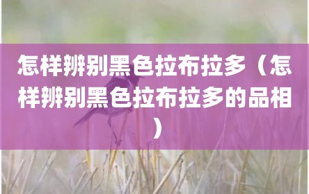 怎样辨别黑色拉布拉多（怎样辨别黑色拉布拉多的品相）