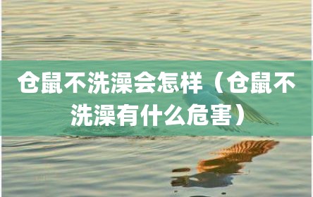 仓鼠不洗澡会怎样（仓鼠不洗澡有什么危害）