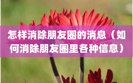 怎样消除朋友圈的消息（如何消除朋友圈里各种信息）