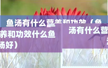 鱼汤有什么营养和功效（鱼汤有什么营养和功效什么鱼汤好）