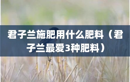 君子兰施肥用什么肥料（君子兰最爱3种肥料）
