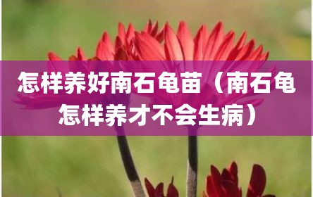 怎样养好南石龟苗（南石龟怎样养才不会生病）