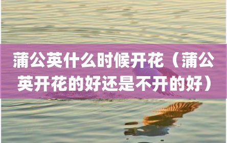 蒲公英什么时候开花（蒲公英开花的好还是不开的好）