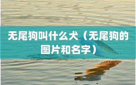无尾狗叫什么犬（无尾狗的图片和名字）