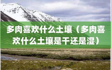 多肉喜欢什么土壤（多肉喜欢什么土壤是干还是湿）