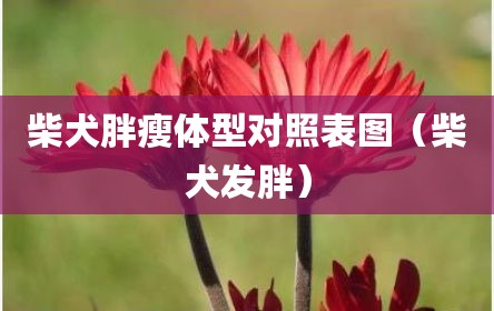 柴犬胖瘦体型对照表图（柴犬发胖）