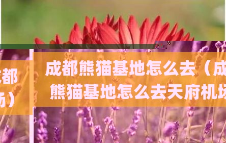 成都熊猫基地怎么去（成都熊猫基地怎么去天府机场）