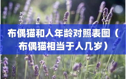 布偶猫和人年龄对照表图（布偶猫相当于人几岁）