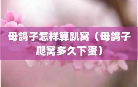 母鸽子怎样算趴窝（母鸽子爬窝多久下蛋）