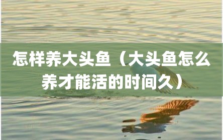 怎样养大头鱼（大头鱼怎么养才能活的时间久）
