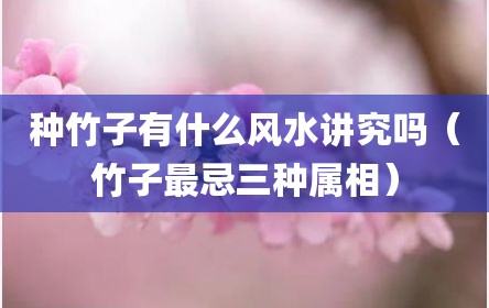 种竹子有什么风水讲究吗（竹子最忌三种属相）