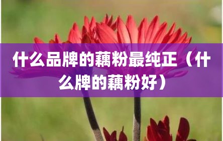 什么品牌的藕粉最纯正（什么牌的藕粉好）
