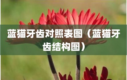 蓝猫牙齿对照表图（蓝猫牙齿结构图）