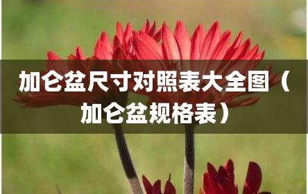 加仑盆尺寸对照表大全图（加仑盆规格表）
