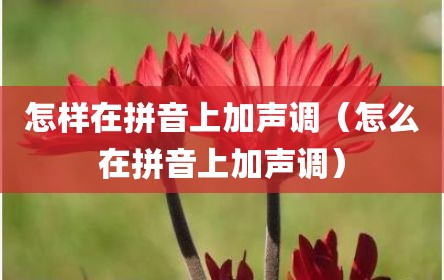 怎样在拼音上加声调（怎么在拼音上加声调）