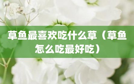 草鱼最喜欢吃什么草（草鱼怎么吃最好吃）
