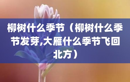 柳树什么季节（柳树什么季节发芽,大雁什么季节飞回北方）
