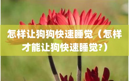 怎样让狗狗快速睡觉（怎样才能让狗快速睡觉?）