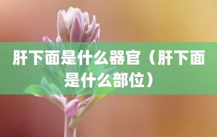 肝下面是什么器官（肝下面是什么部位）