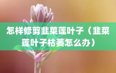 怎样修剪韭菜莲叶子（韭菜莲叶子枯萎怎么办）