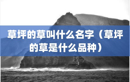 草坪的草叫什么名字（草坪的草是什么品种）