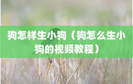 狗怎样生小狗（狗怎么生小狗的视频教程）