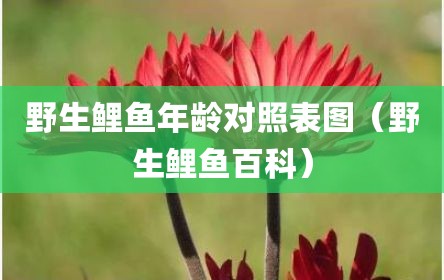 野生鲤鱼年龄对照表图（野生鲤鱼百科）