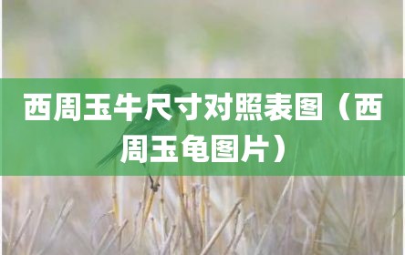 西周玉牛尺寸对照表图（西周玉龟图片）