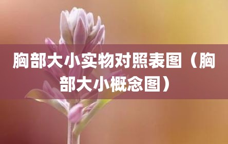 胸部大小实物对照表图（胸部大小概念图）