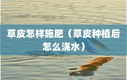 草皮怎样施肥（草皮种植后怎么浇水）
