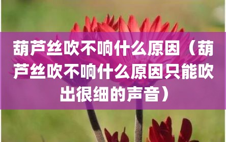 葫芦丝吹不响什么原因（葫芦丝吹不响什么原因只能吹出很细的声音）