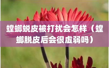 螳螂蜕皮被打扰会怎样（螳螂脱皮后会很虚弱吗）