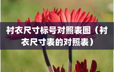 衬衣尺寸标号对照表图（衬衣尺寸表的对照表）