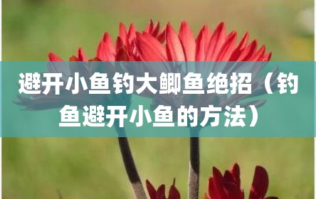 避开小鱼钓大鲫鱼绝招（钓鱼避开小鱼的方法）