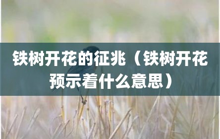 铁树开花的征兆（铁树开花预示着什么意思）